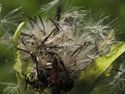 Attēlu rezultāti vaicājumam “Cirsium acaule fruit”