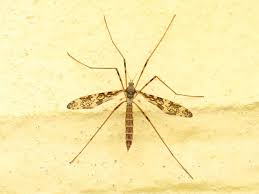 Attēlu rezultāti vaicājumam “Epiphragma ocellare”