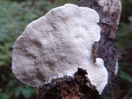 Attēlu rezultāti vaicājumam “Postia leucomallella”