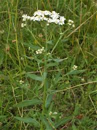 Attēlu rezultāti vaicājumam “Achillea salicifolia flower”