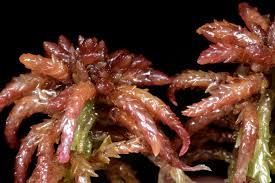 Attēlu rezultāti vaicājumam “Sphagnum magellanicum”