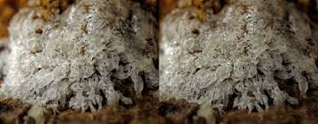 Attēlu rezultāti vaicājumam “Ceratiomyxa fruticulosa macro”