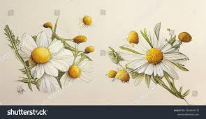 Attēlu rezultāti vaicājumam “Matricaria chamomilla flower”