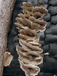 Attēlu rezultāti vaicājumam “Bjerkandera adusta”