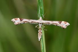 Attēlu rezultāti vaicājumam “Platyptilia tesseradactyla”