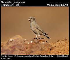 Image result for Bucanetes githagineus