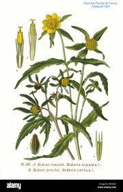 Attēlu rezultāti vaicājumam “Bidens tripartita fruit”