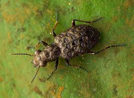 Attēlu rezultāti vaicājumam “Elaphrus cupreus”