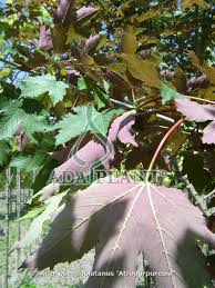Attēlu rezultāti vaicājumam “Acer pseudoplatanus fo. purpurascens flower”