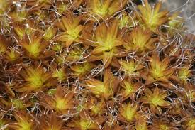 Attēlu rezultāti vaicājumam “Syntrichia latifolia macro”