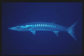 Image result for Sphyraena barracuda