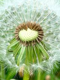 Attēlu rezultāti vaicājumam “Taraxacum officinale aggr. fruit”