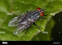 Attēlu rezultāti vaicājumam “Sarcophagidae”