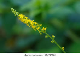 Attēlu rezultāti vaicājumam “Agrimonia pilosa flower”