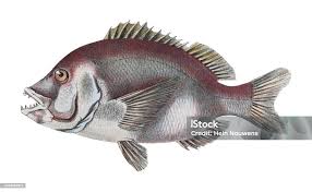 Image result for Chrysoblephus laticeps