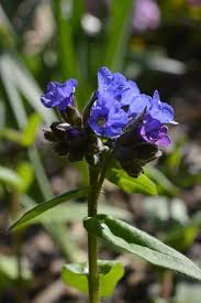 Attēlu rezultāti vaicājumam “Pulmonaria obscura leaf”