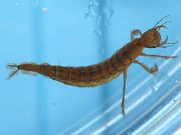 Attēlu rezultāti vaicājumam “Dytiscus sp. larva”
