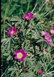 Attēlu rezultāti vaicājumam “Rosa villosa”