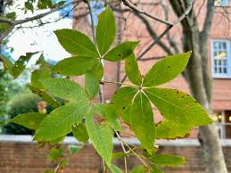 Attēlu rezultāti vaicājumam “Aesculus flava leaf”