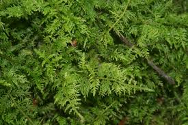 Attēlu rezultāti vaicājumam “Thuidium”