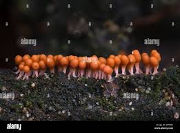 Attēlu rezultāti vaicājumam “Trichia alpina young”