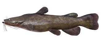 Image result for Pylodictis olivaris