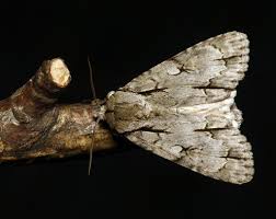 Attēlu rezultāti vaicājumam “Acronicta cuspis”