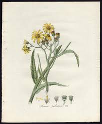 Attēlu rezultāti vaicājumam “Jacobaea paludosa flower”