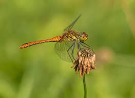 Attēlu rezultāti vaicājumam “Sympetrum sanguineum female”