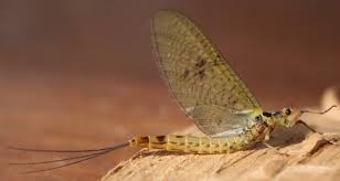 Attēlu rezultāti vaicājumam “Ephemera vulgata”