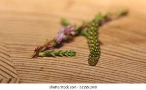 Attēlu rezultāti vaicājumam “Anarta myrtilli larva”