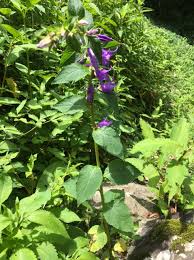 Attēlu rezultāti vaicājumam “Campanula latifolia fruit”