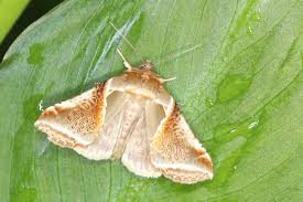 Attēlu rezultāti vaicājumam “Habrosyne pyritoides”