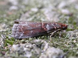 Attēlu rezultāti vaicājumam “Acrobasis advenella”