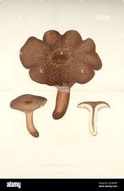 Attēlu rezultāti vaicājumam “Sarcodon imbricatum”