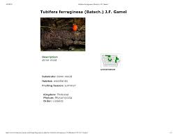 Attēlu rezultāti vaicājumam “Tubifera sp.”