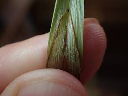 Attēlu rezultāti vaicājumam “Carex atherodes”