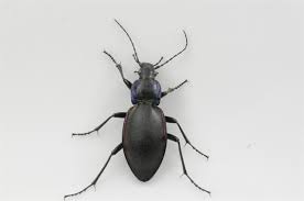 Attēlu rezultāti vaicājumam “Carabus violaceus”