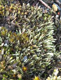 Attēlu rezultāti vaicājumam “Bryum argenteum sporophyte”