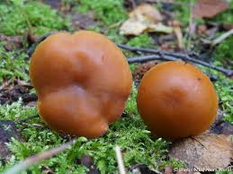 Attēlu rezultāti vaicājumam “Gymnopilus picreus”