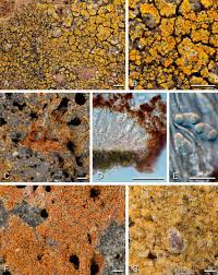 Attēlu rezultāti vaicājumam “Caloplaca scopularis”