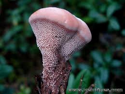 Attēlu rezultāti vaicājumam “Hydnellum ferrugineum”