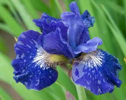 Attēlu rezultāti vaicājumam “Iris sibirica flower”