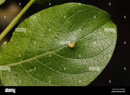 Attēlu rezultāti vaicājumam “Euura pedunculi”