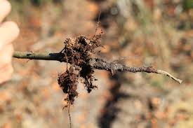 Attēlu rezultāti vaicājumam “Melolontha hippocastani”