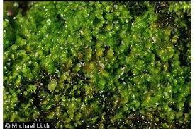 Attēlu rezultāti vaicājumam “Nardia scalaris”