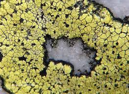 Attēlu rezultāti vaicājumam “Rhizocarpon geographicum”