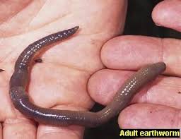 Attēlu rezultāti vaicājumam “Lumbricus terrestris”