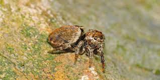 Attēlu rezultāti vaicājumam “Evarcha falcata male”