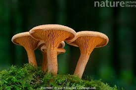 Attēlu rezultāti vaicājumam “Hygrophoropsis aurantiaca”